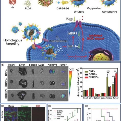 Platelet Membranecamouflaged Nanoparticles Nps For Targeted Delivery