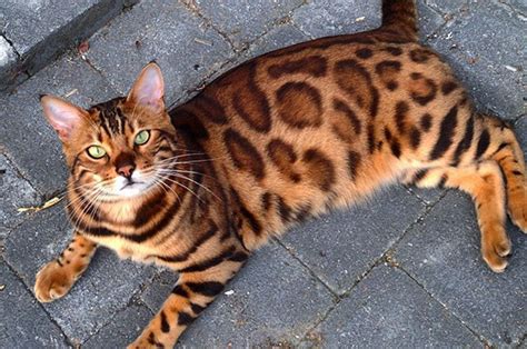 Gato Bengal Todo Lo Que Necesitas Saber Sobre L Muy Gatos