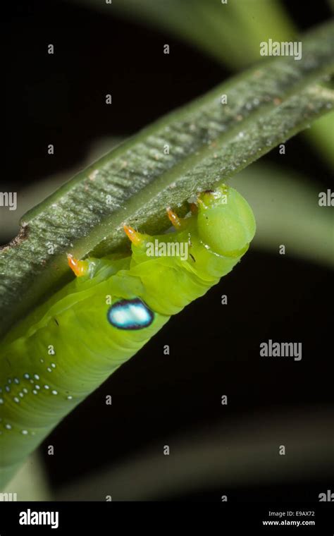 Oleander moth caterpillar Stock Photo - Alamy