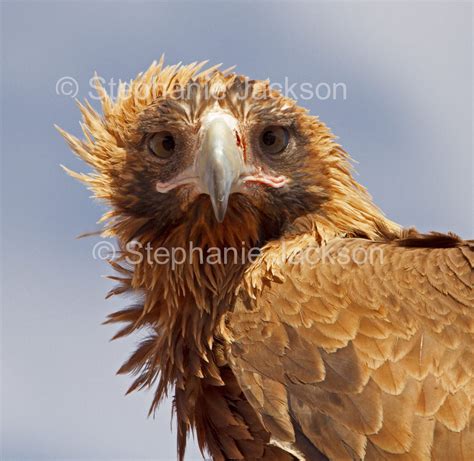 Best Photos of Australian Birds of Prey, Images of Raptors in Australia