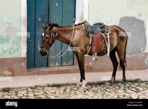 Old Nag High Resolution Stock Photography And Images Alamy