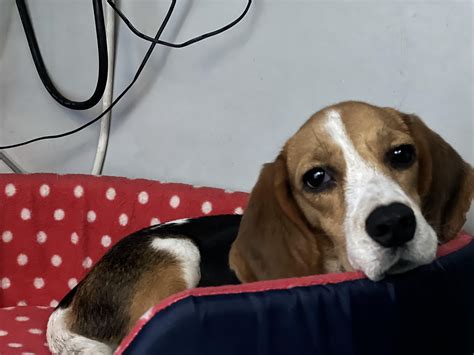 Ripley is absorbing new sounds. : r/beagles