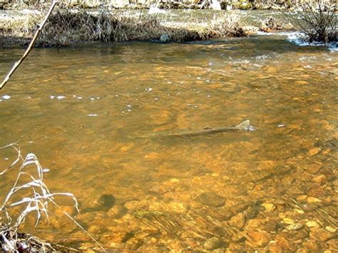 Diy Guide To Fly Fishing The Betsie River In Michigan Diy Fly Fishing
