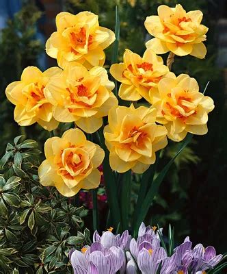 Розовые нарциссы фото - 68 картинок