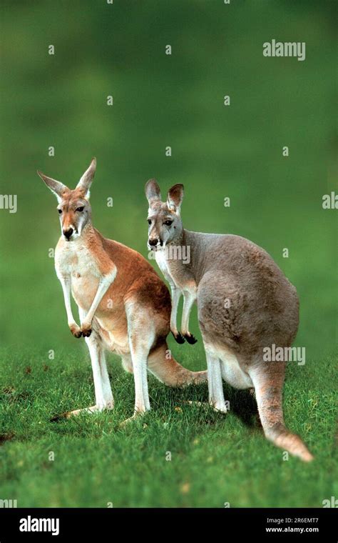 Red kangaroos (Macropus rufus), Red giant kangaroos, red kangaroo giant ...