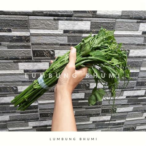 Jual Lumbung Bhumi Pucuk Labu 500 Gr Sayur Curah Shopee Indonesia