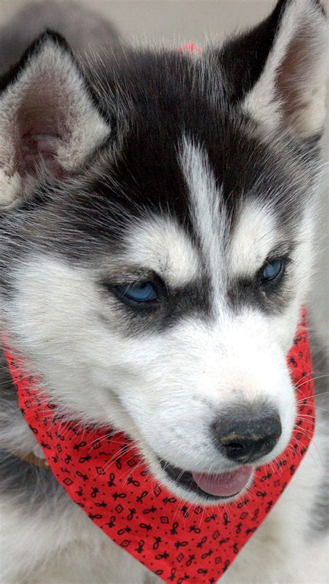 Husky Dog Puppy Hd Phone Wallpaper Peakpx