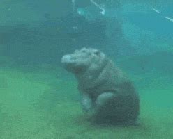 Baby Hippo GIFs - Find & Share on GIPHY