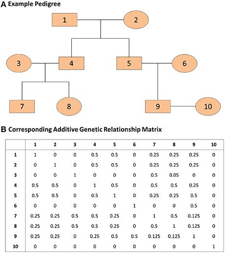 An Example Pedigree And Corresponding Additive Genetic Relationship