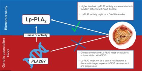 Lipoprotein Associated Phospholipase A2 Activity Genetics And Calcific