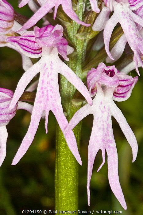 Stock Photo Of Naked Man Orchid Orchis Italica Close Up Of Flowers Clearly Showing The