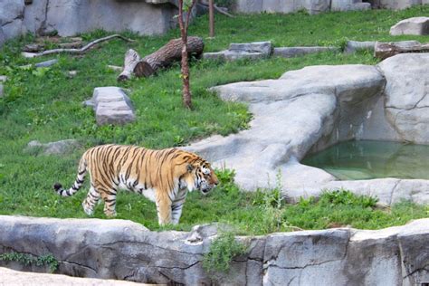 Summer Nights at Brookfield Zoo