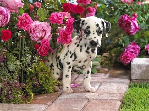 Dalmatian Puppies Wallpaper image | Free HD Wallpaper