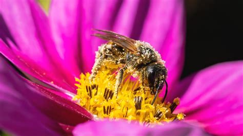 Attracting Native Bees To The Garden Fasci Garden