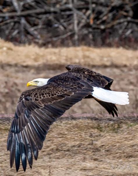 Premium Photo | Bald eagle in flight