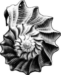 Spiral In Fossil Art Shell Drawing Optical Art