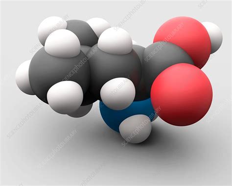 Leucine amino acid molecule - Stock Image - C030/0667 - Science Photo ...