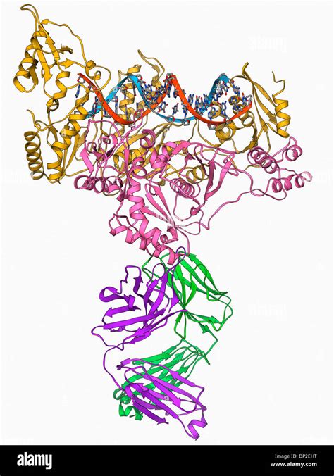 Hiv Reverse Transcriptase Hi Res Stock Photography And Images Alamy