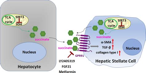 Frontiers Role Of Metabolism In Hepatic Stellate Cell Activation And