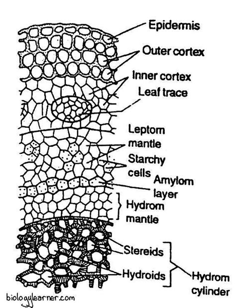 Polytrichum Distribution Structure Reproduction