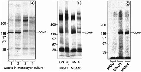 Immunoprecipitation Of Comp From 35 S Methionine Labelled