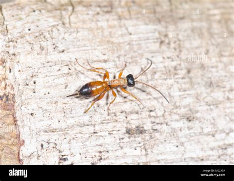 Wingless Ichneumon Wasp (Gelis sp). Sussex, UK Stock Photo - Alamy