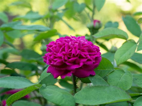 Rose de Resht - Historische Rosen Schütt
