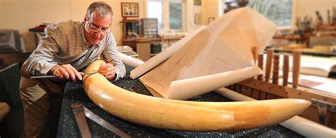 Elephant Ivory Tusks