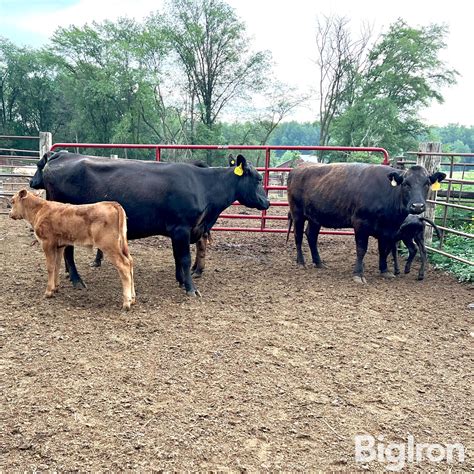 3) 5&6 YO 75% Wagyu Cows w/ 87.5% Calves (Y753 - Y851 - Y852) (BID PER
