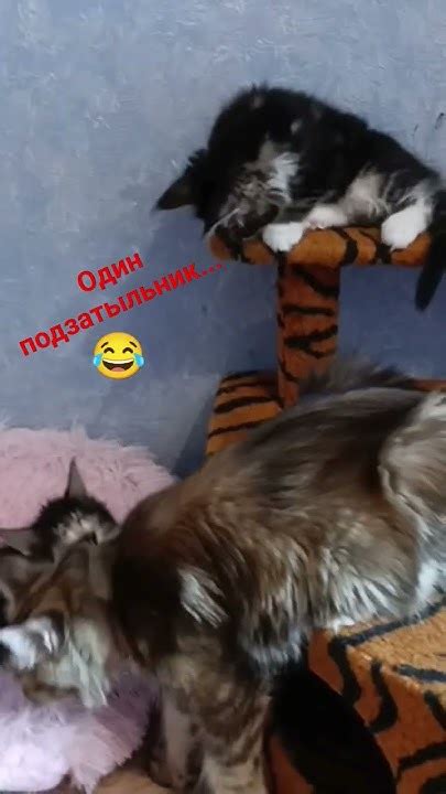 Один подзатыльник #shorts #cat #подпишись #кот #приколы #коты #cute # ...