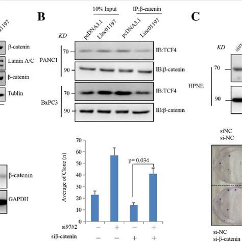 Schematic Diagram For Interaction Between Linc01197 And β Catenintcf4 Download Scientific Diagram