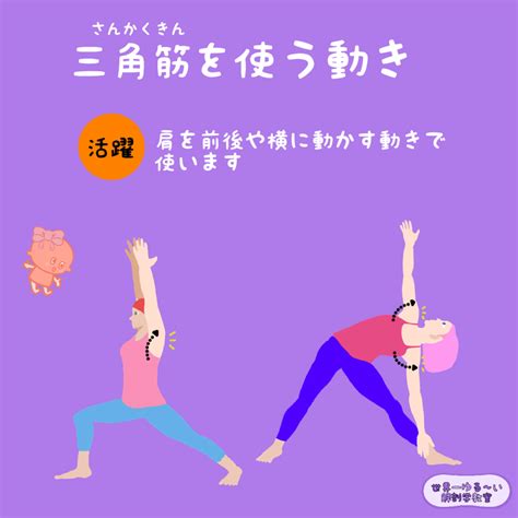 Anatomy Yogaリアル解剖学教室 三角筋（さんかくきん）はどんな動きで使われますか？