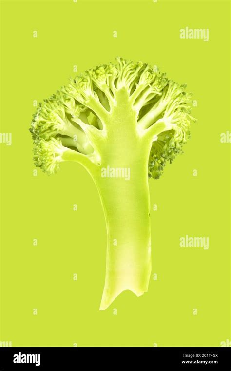 Broccoli Slice Isolated Stock Photo Alamy