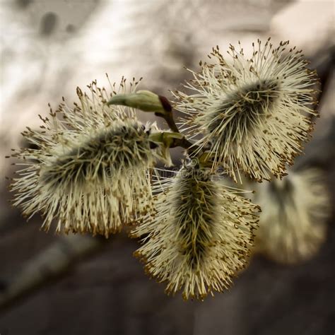 Silvery Pussy Willow Close Up Stock Image Image Of Plant Flora