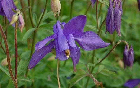 Aquilegia Alpina Alpenakelei Zwergakelei Strahlend Blau