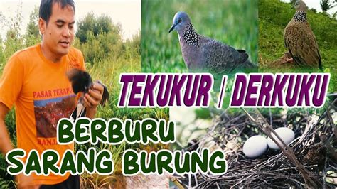 Berburu Sarang Burung Tekukur Atau Derkuku Youtube