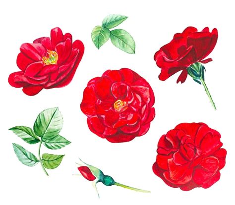 Colecci N De Capullos De Rosas Rojas Y Hojas Ilustraci N Acuarela