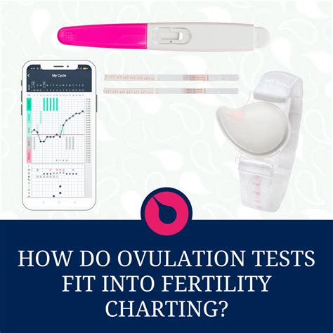 How Do Ovulation Tests Fit Into Fertility Charting