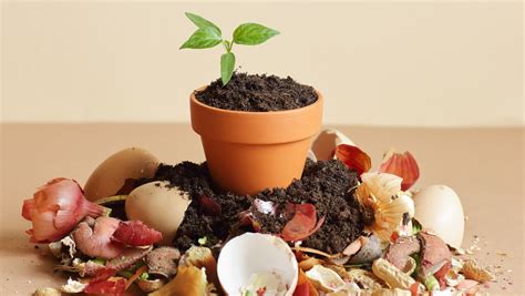 5 Common Household Items That Can Be Used As Natural Fertilizer