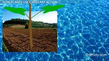 How Does Capillary Action Help Sustain Life On Earth The Earth Images