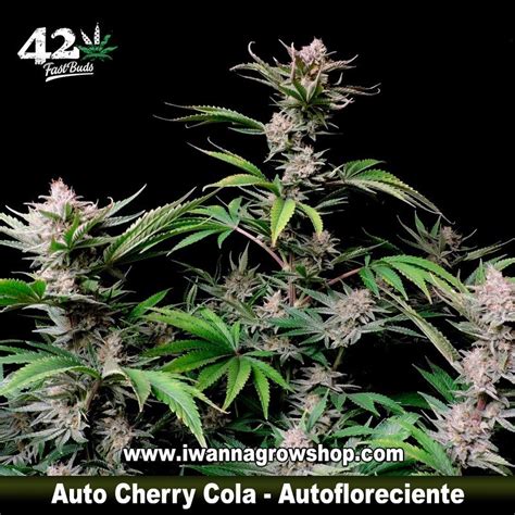 Comprar Cherry Cola Auto Fast Buds Automática I Wanna Grow Shop