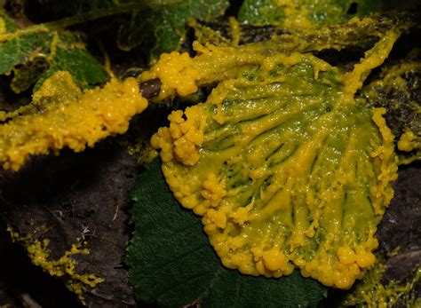 Slime Mold A Gorgeous Slime Mold At Rockburn Bonnie Ott Flickr