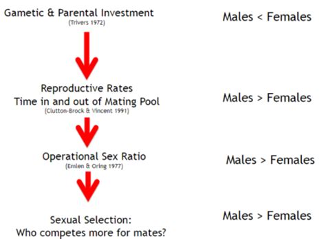 Lecture Sex Dimorphism Weapons And Fights Flashcards Quizlet