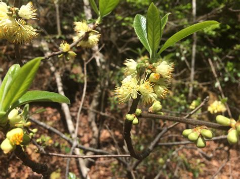 Fragrant Bushes Zone 7 at Jake Woolley blog