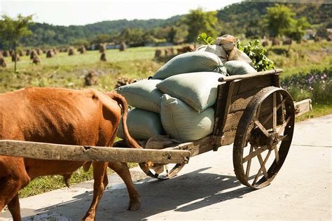 Nk News On Twitter New North Korean Farmers Are Currently Harvesting