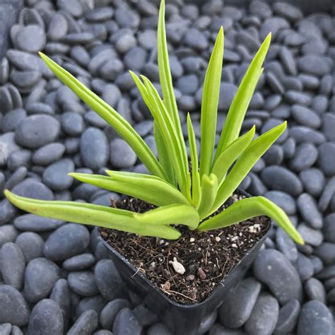 Peperomia ferreyrae 'Happy Bean' - Pincushion Peperomia (2" Pot ...