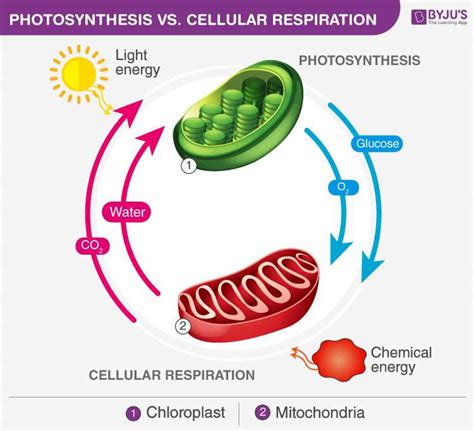 The Essential Connection Unraveling The Relationship Between Cellular Respiration And Photosynthesis
