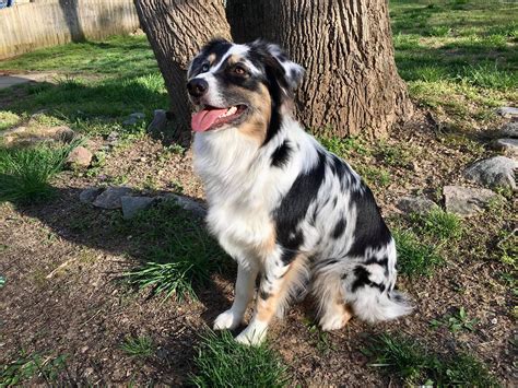 Golden Australian Shepherd Mix