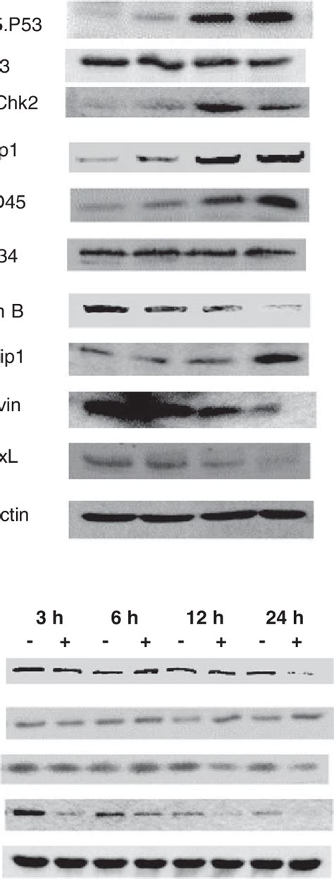 Western Blot Of Protein Changes Involved In G Cell Cycle Checkpoint