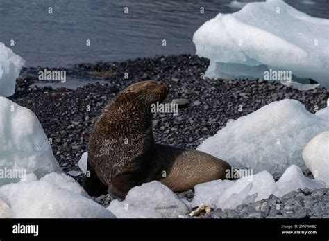 Brown Bluff Antarctic Peninsula Antarctica Hi Res Stock Photography And